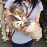 マレーシア Temoh mushroom farm